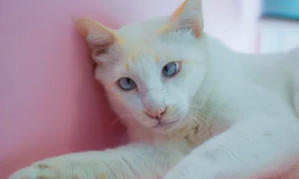 Gatos com Síndrome de Down