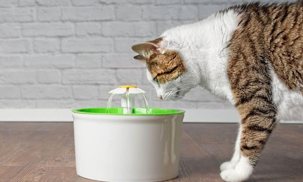 bebedouro para gatos