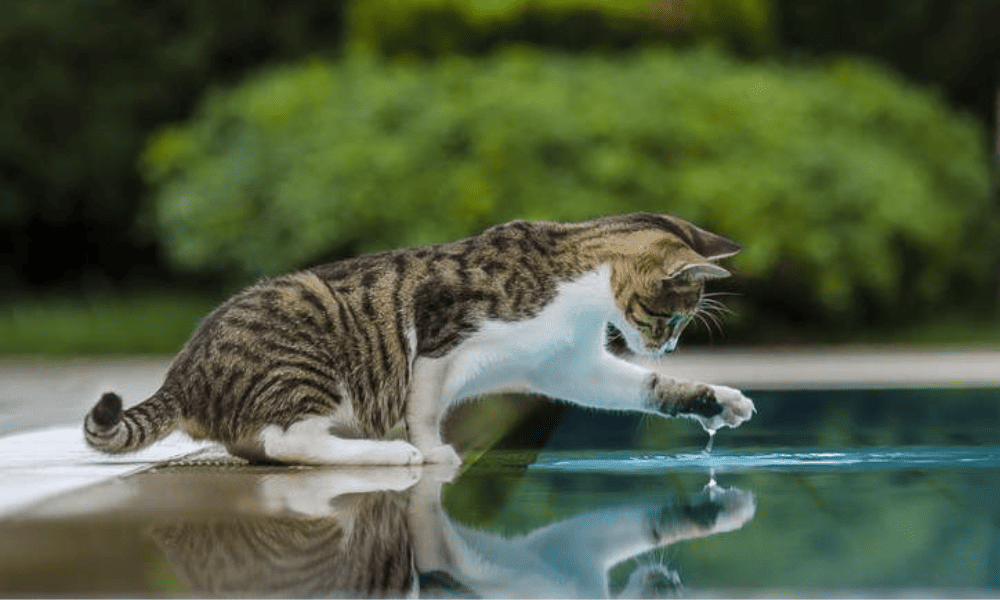 por que os gatos odeiam água