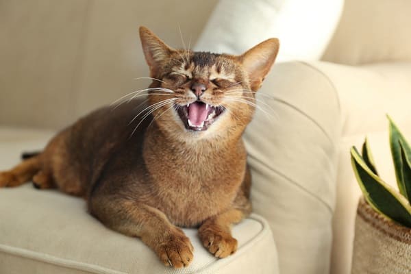 Sons de Gatos