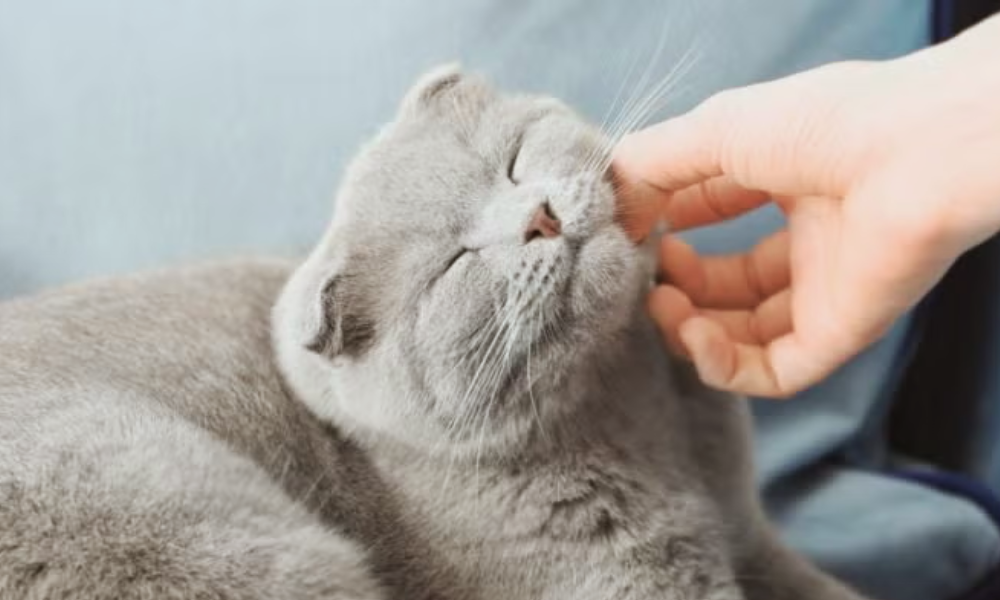 Por que os gatos ronronam